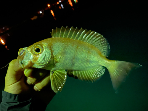 釣果