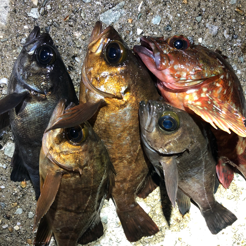 チャメバルの釣果