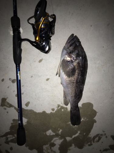 クロソイの釣果