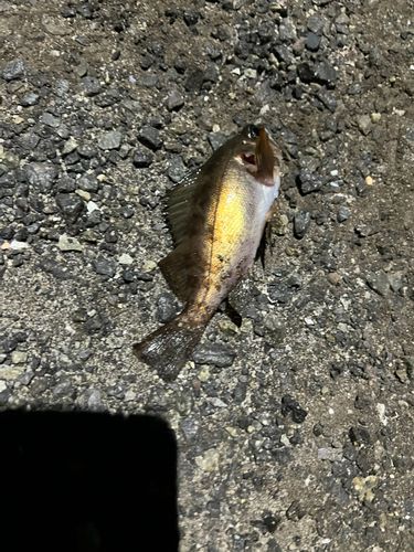 アカメバルの釣果