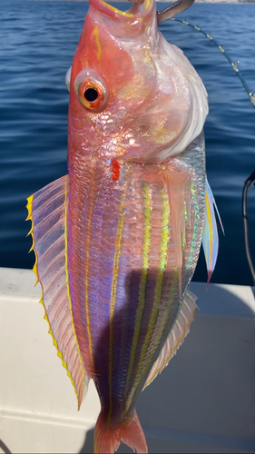 イトヨリダイの釣果