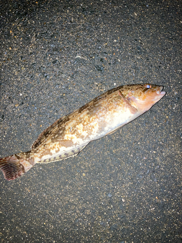 アイナメの釣果