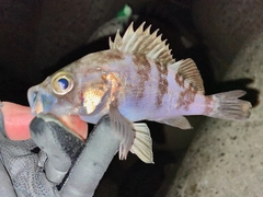 メバルの釣果