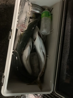 ブリの釣果