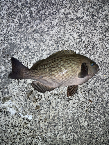 メジナの釣果