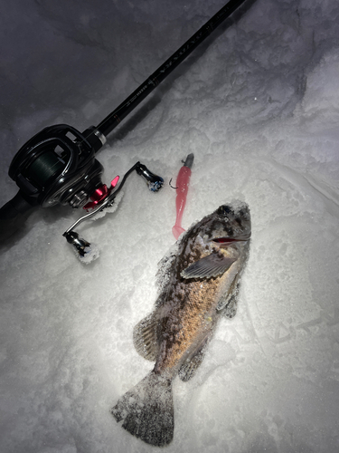 クロソイの釣果