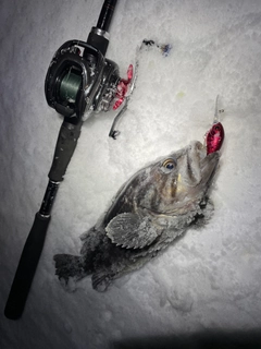 クロソイの釣果