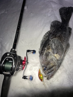 クロソイの釣果