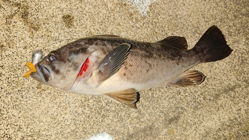 ソイの釣果