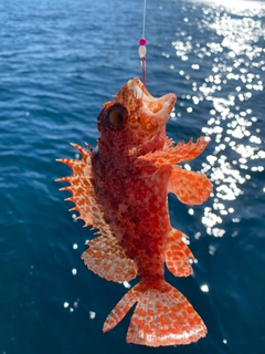 オニカサゴの釣果