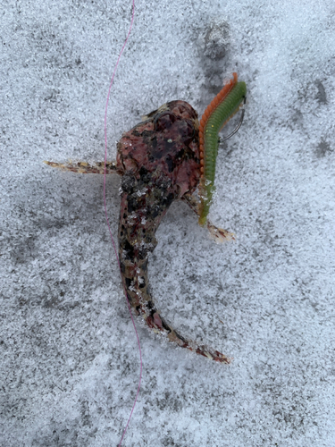 アナハゼの釣果