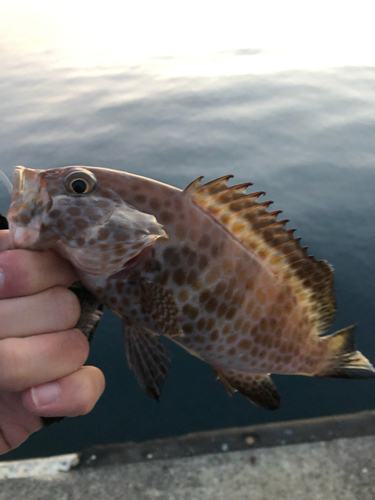 オオモンハタの釣果