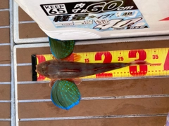 ホウボウの釣果