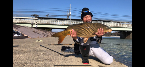 コイの釣果