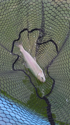 ニジマスの釣果