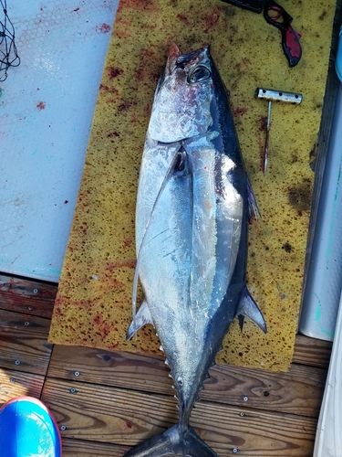 ビンチョウマグロの釣果