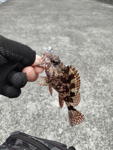 カサゴの釣果