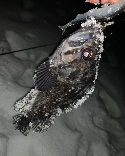 クロソイの釣果