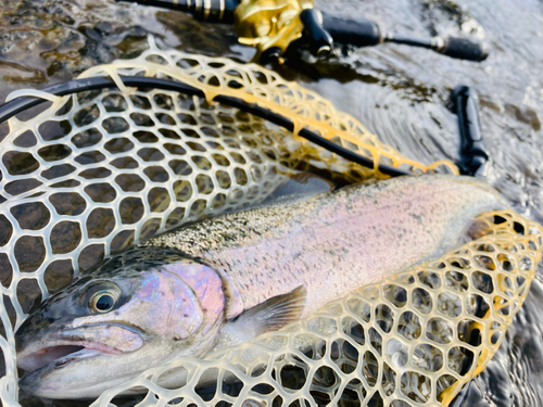 ニジマスの釣果