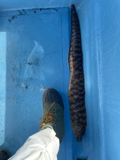 ウツボの釣果