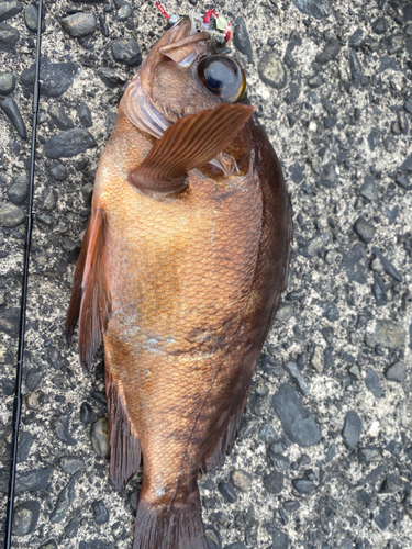 アカメバルの釣果