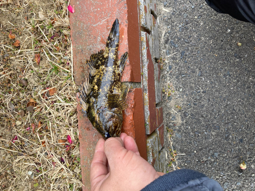 タケノコメバルの釣果