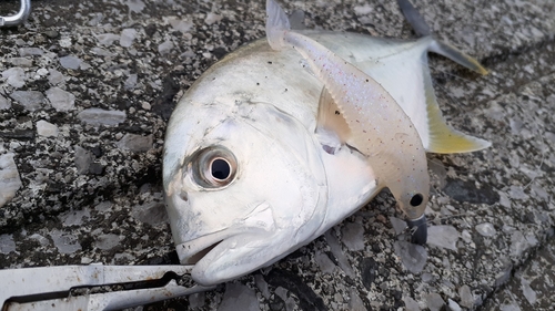 メッキの釣果