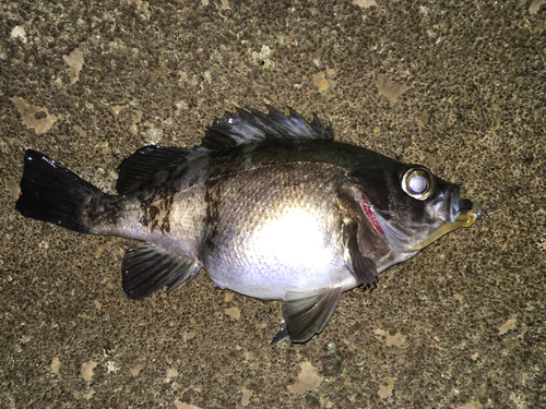 メバルの釣果