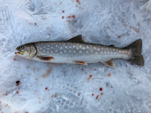 アメマスの釣果