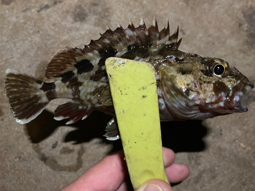 ガシラの釣果