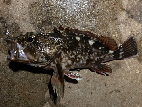 ガシラの釣果