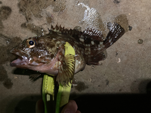 ガシラの釣果