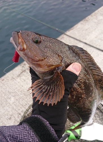 アイナメの釣果