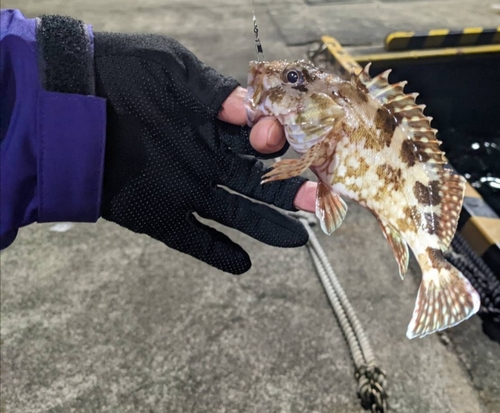 カサゴの釣果