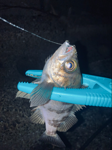 シロメバルの釣果