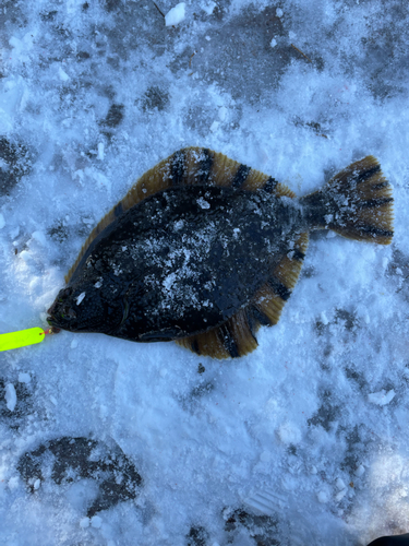 カワガレイの釣果