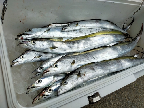 タチウオの釣果