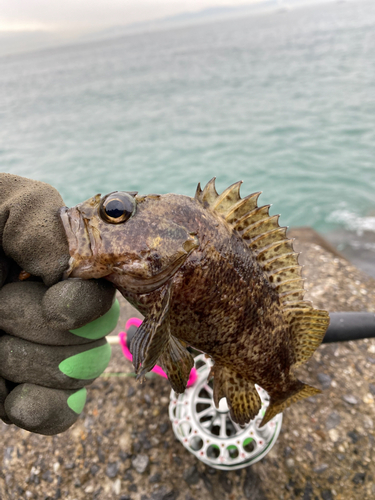 ソイの釣果