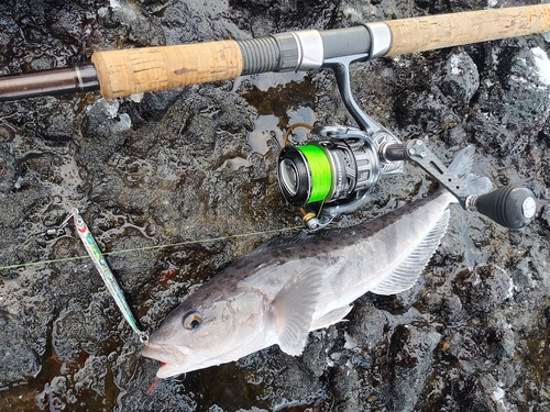 ホッケの釣果