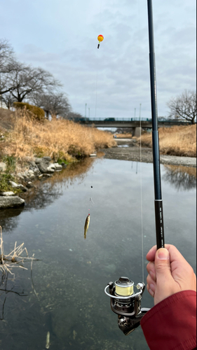 アブラハヤの釣果