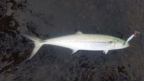 サゴシの釣果