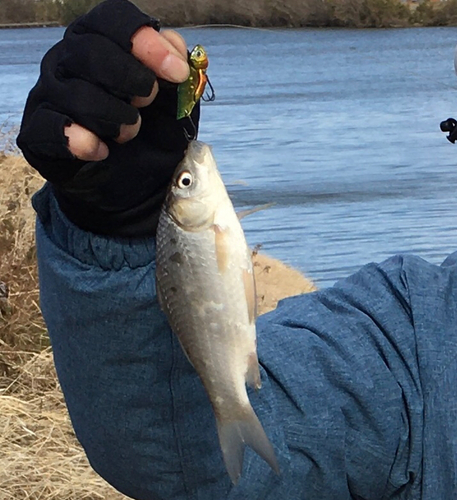 フナの釣果