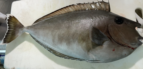 ヒメテングハギの釣果