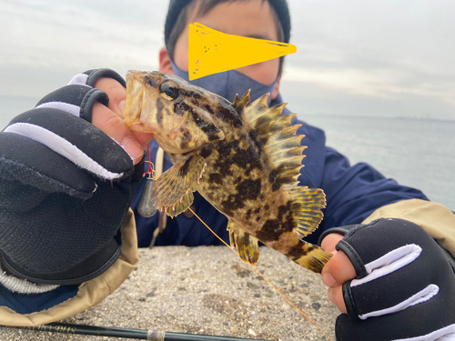 タケノコメバルの釣果