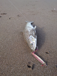 アメマスの釣果