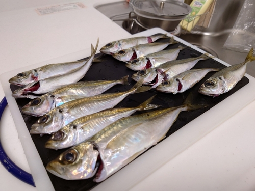 マアジの釣果