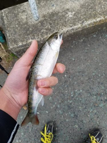 ヤマメの釣果