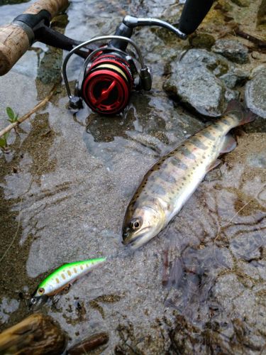 アマゴの釣果