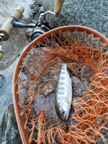 アマゴの釣果