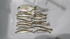 キスの釣果